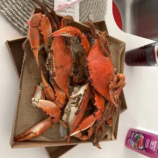 Say Hi to my XL friends!!! $40 for 6