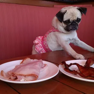 Emma the Pug pondering how she got so lucky to get two heaping plates of meat.