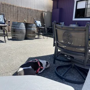 Pet friendly patio