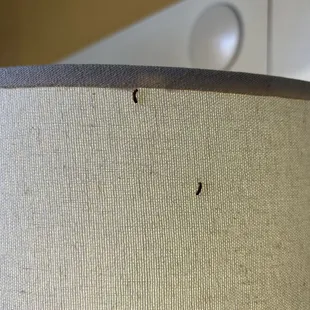 Termites