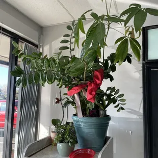 Plants