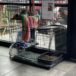 Cat for adoption there