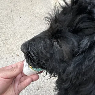 Yummmmmmmmmm! The Cup pup ...  Disclaimer : Shadow's a dirty boy after a 3 mile walk at the B&amp;A trail.  Shadow paw approves the cup pup!