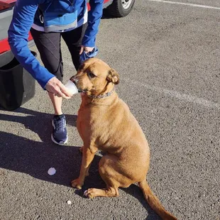 Rescue dog Fenney's first pup cup!