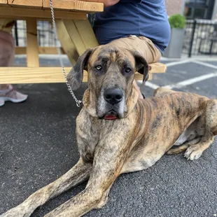 Dog friendly patios