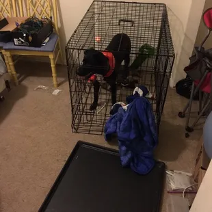 Enzo destroys! ( before training... see my review)