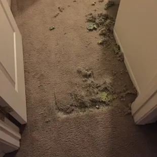 Enzo destroys! (Before training...see my review)