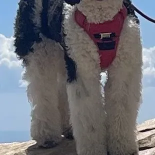 Bernie the Bernedoodle