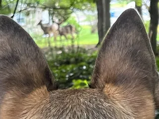 Patience Professional Dog Training