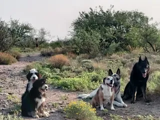 Garvin's Divine Dog Training