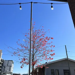 a tree with red leaves and street lights