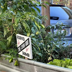 Scotch Bonnets