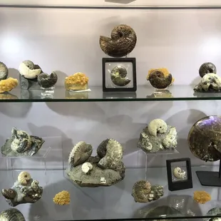 Fossils