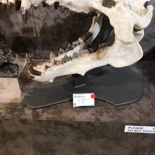 Jaw fossil