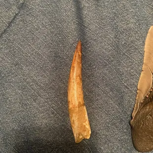 Spinosaurus tooth
