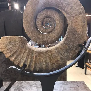 Ammonite fossil