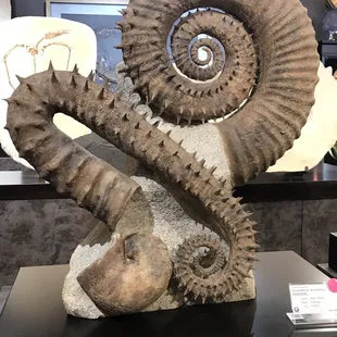 Fossil