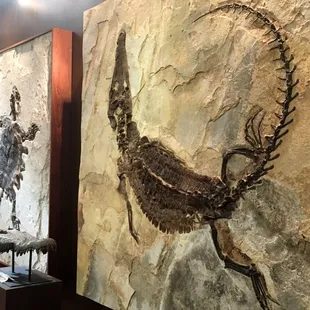 Fossil art for your wall