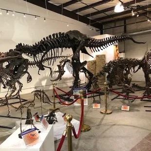 Dinosaur fossils