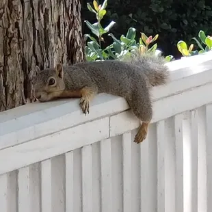 Couldn't get over this sunbathing squrille