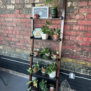 a shelf with potted plants
