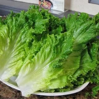 Lettuce