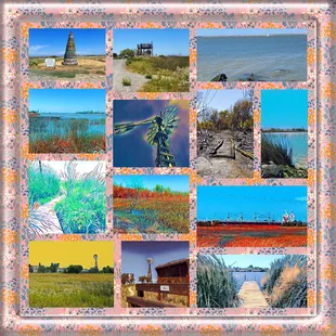 Montage of images from the Corteva Wetlands Preserve