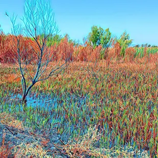 Corteva Wetlands Preserve