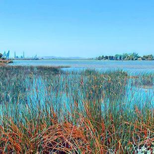 Corteva Wetlands Preserve