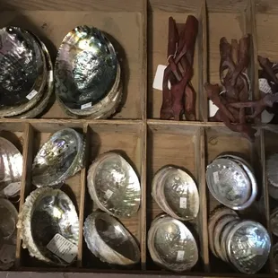 All different sizes of abalone shells