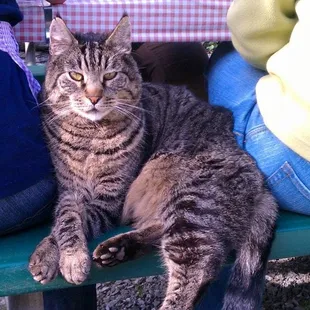 Cosmo joins us in the picnic area.