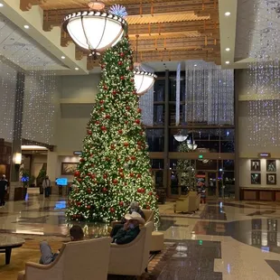 The beautiful Christmas Tree outside the Council Room