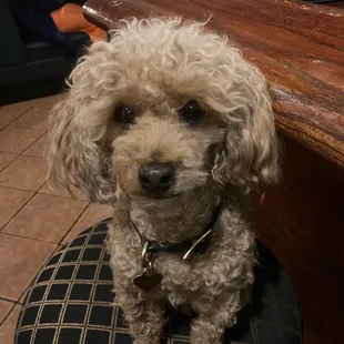 a dog sitting on a chair