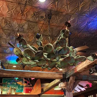 a cactus plant hanging from the ceiling