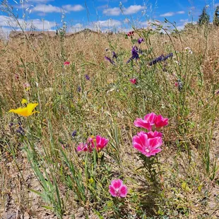 Colorful wildflowers near courts on 5/25/24