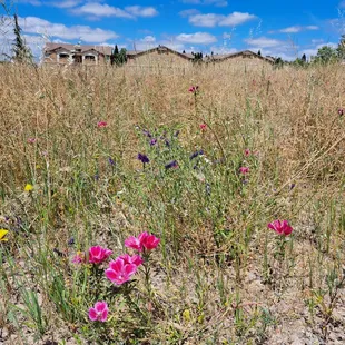 Colorful wildflowers near courts on 5/25/24