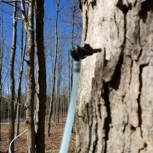 Collecting Sap for use in our Pure Maple Syrup and Cove Coffee Shop Drinks