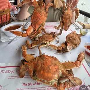 (6) XL crabs $78