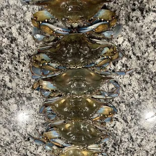 Ex large crabs? Not all of them Look at how their not moving