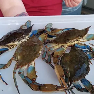 a woman holding a tray of crabs