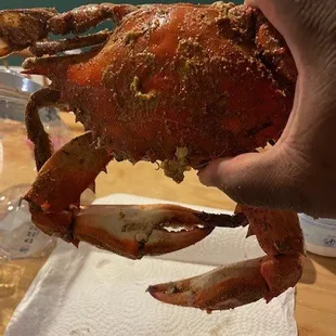 Large crab