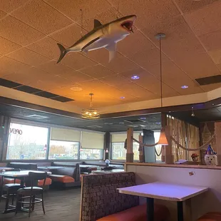 a shark hanging from the ceiling