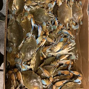 Crawfish Blue Crab