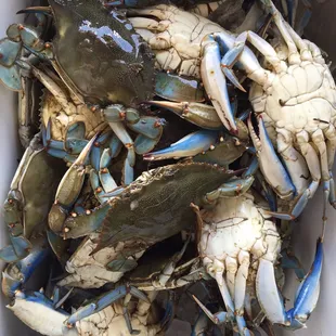a bucket full of blue crabs