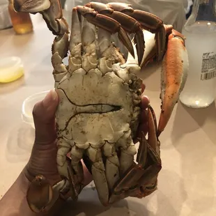 Jumbo Crabs - $10/crab