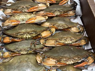 Crabs Out  Back