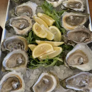 Oysters on the Half Shell