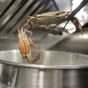 Florida Blue Crab!