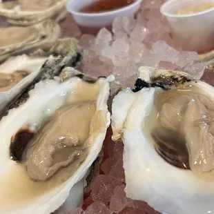 Oysters