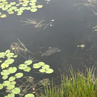 Turtles